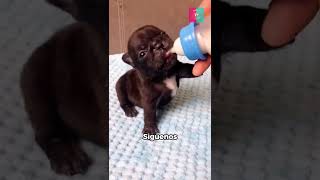 perrito tomando leche  #mascotas #perros #perrito #perritos #perros #cachorros