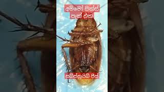 අම්මෝ සික්ස් පැක් එක 😳😳 #shortvideo #viral #gym