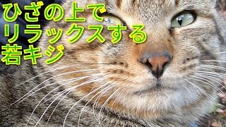 【野良猫】ひざの上でリラックスする若キジ【地域猫】