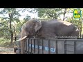 elephant abhimanyu can easily walk out from lorry