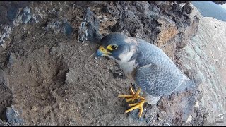 Timanfaya Lanzarote 30 01 2025 1~ samica  sokoła berberyjskiego w gnieździe