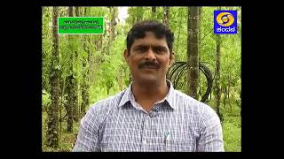 Disease management in Areca cultivation_ಅಡಿಕೆ ಬೆಳೆಯಲ್ಲಿ ಕಾಯಿಕೊಳೆ ಮತ್ತು ಅಣಬೆ ರೋಗದ ನಿರ್ವಹಣೆ