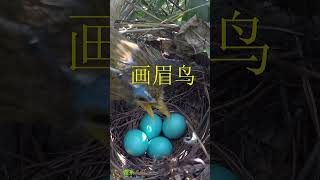 Chinese Hwamei eggs 画眉鸟的蛋你认识吗？天蓝色的，非常漂亮