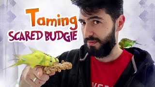 How to Bond and Tame a Scared Budgie | Vlog ##