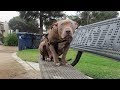 Woman Spots Pit Bull Sitting On Bench. Takes One Step Closer And Gasps At Discovery
