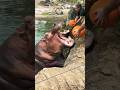 Hungry Hippos Enjoy Pumkin Tteats 🥰🥰 #shorts #viral #youtubeshorts #ytshorts