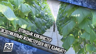 Отандық көкөністер экзотикалық жемістерден неге қымбат?