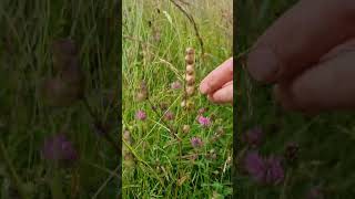 Eglwys Llanfihangel y Creuddyn - Yellow Rattle collection