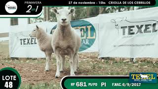 Primavera 2 en 1.                  Lote 48 Don Amilcar