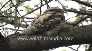 Savanna nightjar bird sitting on a tree camouflages perfectly