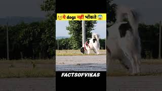 ये कुत्ता🤔कभी नहीं भोंकता है🤯 | this dog never barks | #shorts #viral #viralshorts