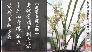 【建墨養護之陸】看個建蘭多瓣奇花--玉山奇蝶，花大花香多瓣多舌