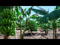 Unlocking Success: How to Launch a Thriving Banana Farm in Uganda