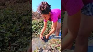 OWo Amazing! Top fishermen catch fish in canals by hand #shots #shortvideo #fish