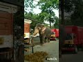 ആനയെ പേടിയുള്ളവർ ഈ വീഡിയോ കാണരുത് 🤩🤩elephant attacking viral vedios