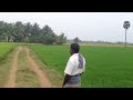 paddy field india tamil nadu thanjavur