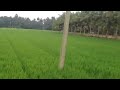 paddy field india tamil nadu thanjavur