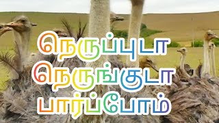 நெருப்பு டா🔥|உலகிலேயே பெரிய பறவை |நெருப்புக்கோழி