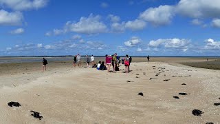 Amrum: Wattwanderung zur Kormoran-Insel: 360° Panorama