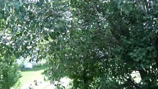 Cicada buzz 5 30 11