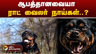 உங்கள் தெருவில் ராட் வைலர் நாய் இருந்தா உஷாரா இருங்க..! | PTT