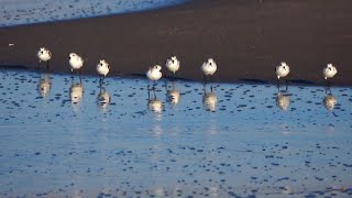 野鳥撮影日記　2023年10月14日　富津　海岸を走る千鳥　イソヒヨドリに襲われて慌てて逃げるカワセミ　集団の白鷺　海に飛び込むミサゴ