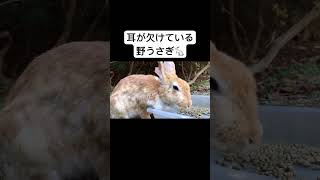 耳が欠けている野うさぎ #うさぎ #ウサギ #shorts