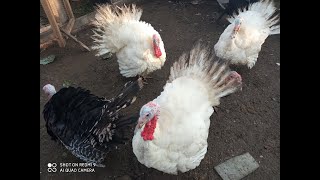 Первый свободный выгул индюков их поведение меня радует.