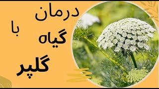 معجزه دارویی و درمانی گیاه گلپر /خواص و فواید فوق العاده گیاه گلپر #گیاه گلپر #عطارخانه داستان