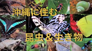 沖縄の昆虫＆生き物PV　貴重なものから身近なものまで５０種以上紹介　トンボ　蝶　セミ　カエル　クワガタムシ　カメムシ　他いろいろ昆虫図鑑