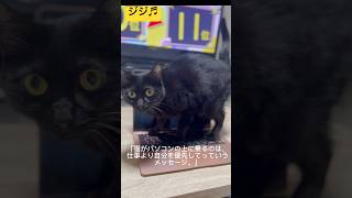 ちょっとそこどいて#保護猫#shorts