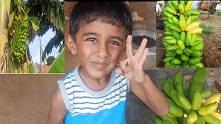 பூவன் வாழை அறுவடை| Fresh and organic banana picking in our garden| Organic bananas picking