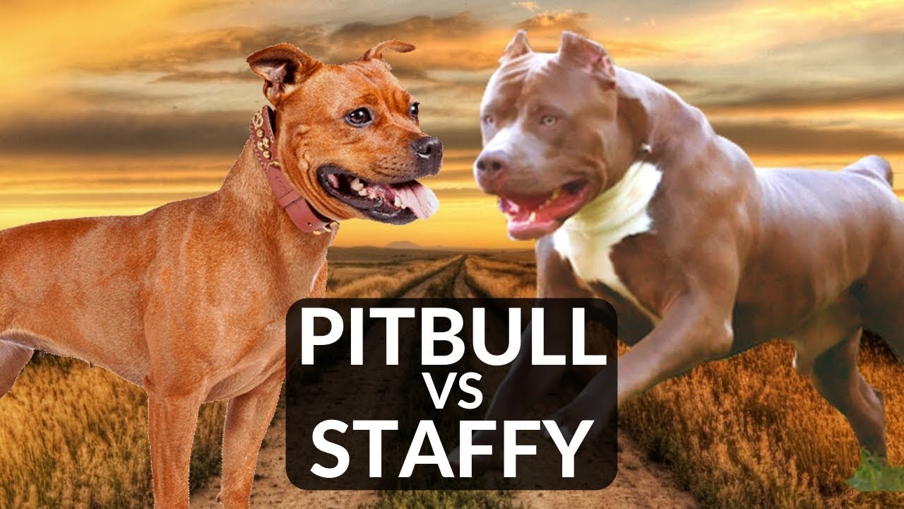 😀 American Staffordshire Bull Terrier Vs Pitbull. Do You Know The ...