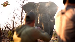 “The Elephant Bull that decided to Come ” Hunting Dangerous Game at its Finest - Backcountry Africa