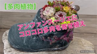 アンティークなスニーカー鉢にコロコロエケを寄せ植え　　　　　　2025.2.5