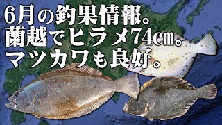 [釣果情報]蘭越でヒラメ74cm！ついに日高でマツカワも！