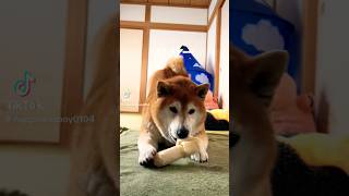 柴犬福 ウガーな柴犬🤣Shiba-Eat🤣#姉と柴 #shorts #funnydog #dogshorts #funny #shiba #柴犬 #시바견