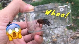 This might just be the world's LARGEST ANT !!!