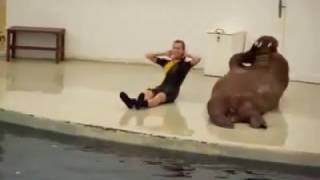 Walrus Does Full Circuit Workout, Push-ups, Sit-ups, and All!