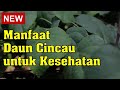 Manfaat Daun Cincau untuk Kesehatan