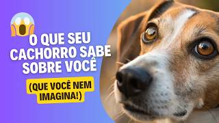 Descubra o que seu cachorro sabe sobre você (e você nunca percebeu!) 🐾