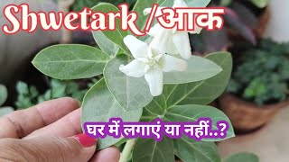 श्वेतार्क /आक /मदार का पौधा l घर मे लगाएँ या नहीं l पूरी जानकारी l Crown Plant Care N Tips l #मदार