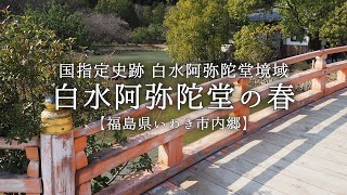 白水阿弥陀堂の春【いわき市内郷】国宝･浄土式庭園