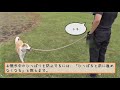 【犬と暮らす】上手に楽しく散歩しよう！～拾い食い・ひっぱりをなくすには～