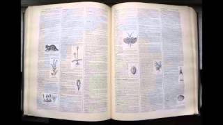 Amateur | Dictionnaire français audio