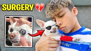 Our DOG Gets EYE SURGERY.. 💔