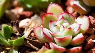 The most beautiful and best succulent species to keep in summer! Start raising them in spring!