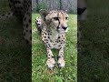 Cheetah Nia on her Birthday - Cincinnati Zoo #shorts