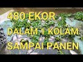 CARA BUDIDAYA IKAN GURAME DI KOLAM BETON || 480 EKOR SAMPAI PANEN