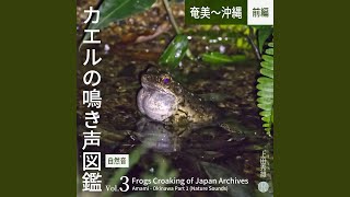 アマミイシカワガエル